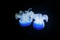 Phyllorhiza punctata, Australian spotted jellyfish in the dark sea water. White blue jellyfish in nature ocean habitat. Water floa Royalty Free Stock Photo