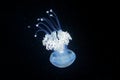 Phyllorhiza punctata, Australian spotted jellyfish in the dark sea water. White blue jellyfish in nature ocean habitat. Water floa Royalty Free Stock Photo