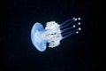 Phyllorhiza punctata, Australian spotted jellyfish in the dark sea water. White blue jellyfish in nature ocean habitat. Water Royalty Free Stock Photo