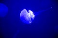 Phyllorhiza punctata blue white spotted jellyfish Royalty Free Stock Photo