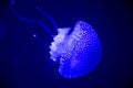 Phyllorhiza punctata blue white spotted jellyfish Royalty Free Stock Photo
