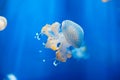 Phyllorhiza punctata or white spotted jellyfish Royalty Free Stock Photo