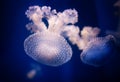 Phyllorhiza punctata - White Spotted Jellyfish, also known as the Australian spotted jellyfish
