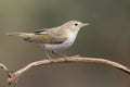 Phylloscopus bonelli on branch on uniform background Royalty Free Stock Photo