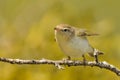 Phylloscopus bonelli - Western Bonelli`s Warbler Royalty Free Stock Photo