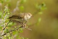 Phylloscopus bonelli - Western Bonelli`s Warbler Royalty Free Stock Photo