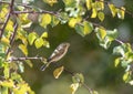 Phylloscopus collybita bird on tree in the park