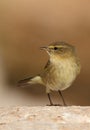 Phylloscopus collybita chiffchaff Royalty Free Stock Photo