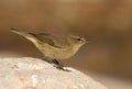 Phylloscopus collybita chiffchaff Royalty Free Stock Photo