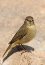 Phylloscopus collybita chiffchaff Royalty Free Stock Photo