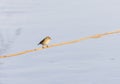 Phylloscopus collybita, chiffchaff, Royalty Free Stock Photo