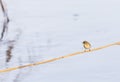 Phylloscopus collybita, chiffchaff, Royalty Free Stock Photo