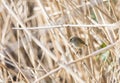 Phylloscopus collybita, chiffchaff, Royalty Free Stock Photo