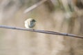 Phylloscopus collybita, chiffchaff, Royalty Free Stock Photo