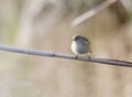 Phylloscopus collybita, chiffchaff, Royalty Free Stock Photo