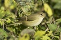 Phylloscopus collybita / chiffchaff Royalty Free Stock Photo