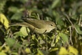Phylloscopus collybita / chiffchaff Royalty Free Stock Photo