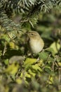 Phylloscopus collybita / chiffchaff Royalty Free Stock Photo