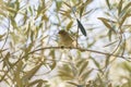 Phylloscopus collybita, chiffchaff, Royalty Free Stock Photo