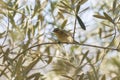 Phylloscopus collybita, chiffchaff, Royalty Free Stock Photo