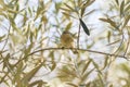 Phylloscopus collybita, chiffchaff, Royalty Free Stock Photo