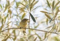 Phylloscopus collybita, chiffchaff, Royalty Free Stock Photo