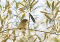 Phylloscopus collybita, chiffchaff, Royalty Free Stock Photo