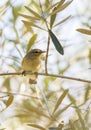 Phylloscopus collybita, chiffchaff, Royalty Free Stock Photo