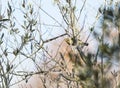 Phylloscopus collybita, chiffchaff, Royalty Free Stock Photo