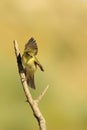 The common mosquito net is a species of passerine bird in the Phylloscopidae family. Royalty Free Stock Photo