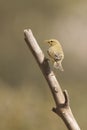 The common mosquito net is a species of passerine bird in the Phylloscopidae family. Royalty Free Stock Photo