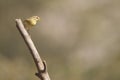 The common mosquito net is a species of passerine bird in the Phylloscopidae family. Royalty Free Stock Photo