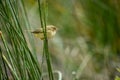 Phylloscopus collybita - The common mosquito net is a species of passerine bird in the Phylloscopidae family Royalty Free Stock Photo