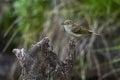 Phylloscopus collybita - The common mosquito net is a species of passerine bird in the Phylloscopidae family Royalty Free Stock Photo