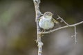 Phylloscopus collybita - The common mosquito net is a species of passerine bird in the Phylloscopidae family Royalty Free Stock Photo