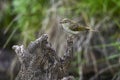 Phylloscopus collybita - The common mosquito net is a species of passerine bird in the Phylloscopidae family Royalty Free Stock Photo