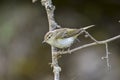 Phylloscopus collybita - The common mosquito net is a species of passerine bird in the Phylloscopidae family Royalty Free Stock Photo