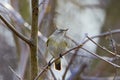 (Phylloscopus humei) on a tree branch