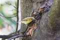 Phylloscopus nitidus looking for food on a tree Royalty Free Stock Photo