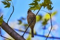 Phylloscopus nitidus looking for food on a tree Royalty Free Stock Photo