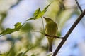 Phylloscopus nitidus looking for food on a tree