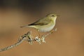 Phylloscopus trochilus, Willow Warbler perched on a branch. Migratory insectivorous bird. Spain. Europe