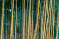 Phyllostachys aureosulcata aureocaulis bamboo