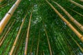 Phyllostachys aureosulcata spectabilis bamboo