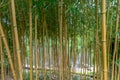 Phyllostachys aureosulcata spectabilis bamboo