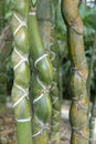 Phyllostachys heterocycla bamboo