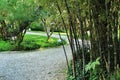 Phyllostachys Nigra bamboo forest in the garden