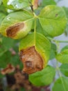 Phyllosticta leaf spot disease on rose leave.