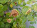 Phyllosticta leaf spot disease on rose leave.