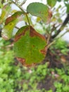 Phyllosticta leaf spot disease on rose leave.